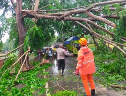 TNI-Polri bersama BPBD, PMI dan Warga Evakuasi Pohon Tumbang yang Menutupi Jalan