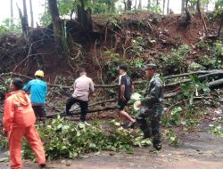 Hujan Deras di Beberapa Wilayah Pekalongan Akibatkan Pohon Tumbang