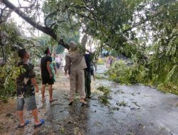 Polisi Bersama Instansi Terkait dan Warga Evakuasi Pohon Tumbang di Wilayah Doro Pekalongan