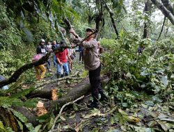 Jumpai Pohon Tumbang saat Patroli, Polisi dan Warga Gotong Royong Lakukan Evakuasi