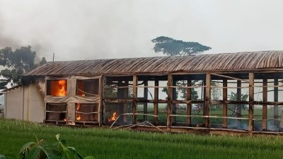 Ledakan Tabung Gas 12 Kg Akibatkan Kandang Ayam di Kesesi Pekalongan Ludes Terbakar