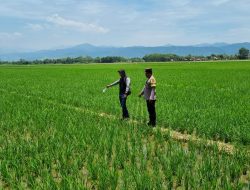 Seorang Petani di Kesesi Pekalongan Ditemukan Meninggal di Sawah