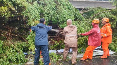 Pohon Beringin Tumbang, Timpa Layos Kios Pasar Karanganyar dan Sepeda Motor