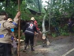 Pohon Sengon Tumbang, Polisi bersama BPBD, PMI  dan Warga Lakukan Evakuasi