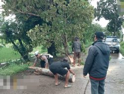 Petugas Gabungan Evakuasi Pohon Tumbang di Wilayah Kecamatan Sragi