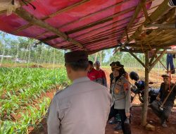 Kabag SDM Cek dan Pantau Lahan Tanaman Jagung Pendukung Ketahanan Pangan Nasional