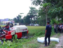 Kapolres Pekalongan Hadiri Kegiatan Panen Sergap / Serap Gabah di Area Persawahan Desa Bulaksari