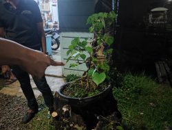 Pelaku Pencuri Tanaman Bonsai di Pekalongan Diamankan Polisi