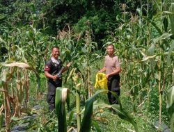 Dukung Ketahanan Pangan, Polsek Kajen Panen Jagung di Lahan Pekarangan Bergizi