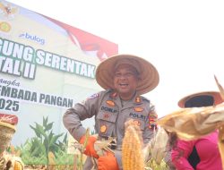 Panen Raya Jagung Serentak, Wujud Polres Pekalongan Dukung Swasembada Pangan