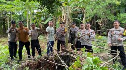 Polsek Sragi Gelar Panen Raya Ketela dari Pekarangan Bergizi