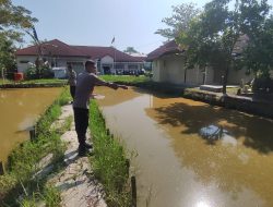 Polsek Kesesi Dorong Ketahanan Pangan Lewat Budidaya Ikan Nila dan Pekarangan Bergizi