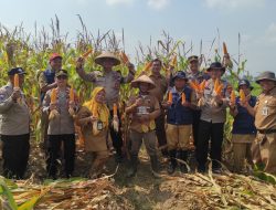 Panen Jagung di Desa Watupayung : Sinergitas Polri dan Petani Hasilkan 4,5 Ton Jagung Maxi