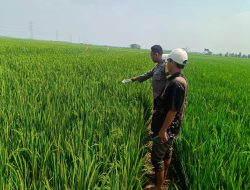 Buruh Tani di Bojong Ditemukan Meninggal di Sawah, Diduga Karena Kelelahan