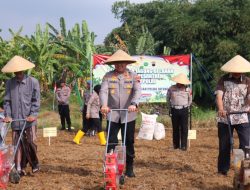 Polres Pekalongan Gandeng Ponpes Tanam Jagung, Dukung Ketahanan Pangan Nasional