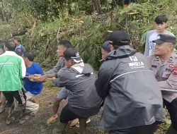 Bencana Alam Pohon Tumbang di Petungkriyono Timpa Rumah Warga dan Sekolah, Petugas Gabungan Gerak Cepat Lakukan Evakuasi