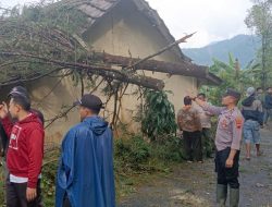 Pohon Tumbang Timpa Bangunan SDN Kasimpar, Akses Jalan Doro–Petungkriyono Sempat Tertutup
