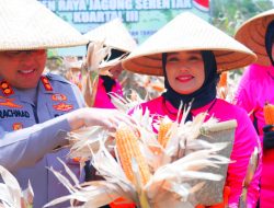 Sinergi Polri dan Petani Sambiroto Wujudkan Panen Raya Jagung Kuartal III