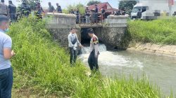 Sigap! Polisi Kesesi Evakuasi Mayat dari Sungai Ponolawen
