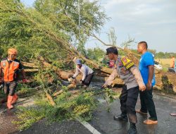 Pohon Tumbang Tutup Jalan Sragi–Kesesi, Polisi Lakukan Evakuasi