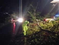 Tutup Jalan Utama Karangdadap-Doro! Pohon Tumbang Malam Hari, Polisi dan Warga Turun Tangan Cepat