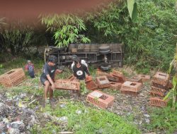 Pecah Ban, Mobil Pengangkut Ayam Masuk Jurang 10 Meter di Kesesi