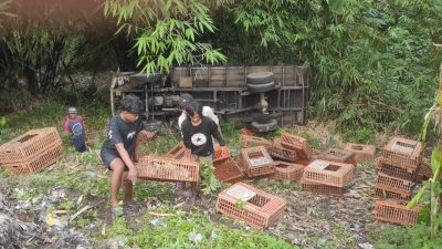 Pecah Ban, Mobil Pengangkut Ayam Masuk Jurang 10 Meter di Kesesi