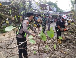 Pohon Waru Tumbang di Kajen Tutup Akses Jalan, Lalin Sempat Macet 100 Meter