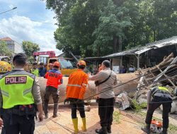 Pohon Randu Raksasa Tumbang di Wonopringgo, Timpa Warung dan Lukai Dua Orang