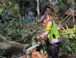 Puting Beliung Terjang Pedawang, Polsek Karanganyar dan Dalmas Gerak Cepat Evakuasi Pohon Tumbang