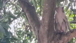 Bhabinkamtibmas Turun Tangan Atasi Teror Monyet Liar yang Rusak Genting Warga di Pekalongan