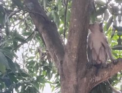 Bhabinkamtibmas Turun Tangan Atasi Teror Monyet Liar yang Rusak Genting Warga di Pekalongan