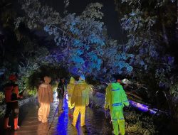 Jalur Sragi-Bojong Lumpuh Akibat Pohon Tumbang, Polisi dan Tim Gabungan Gercep Evakuasi